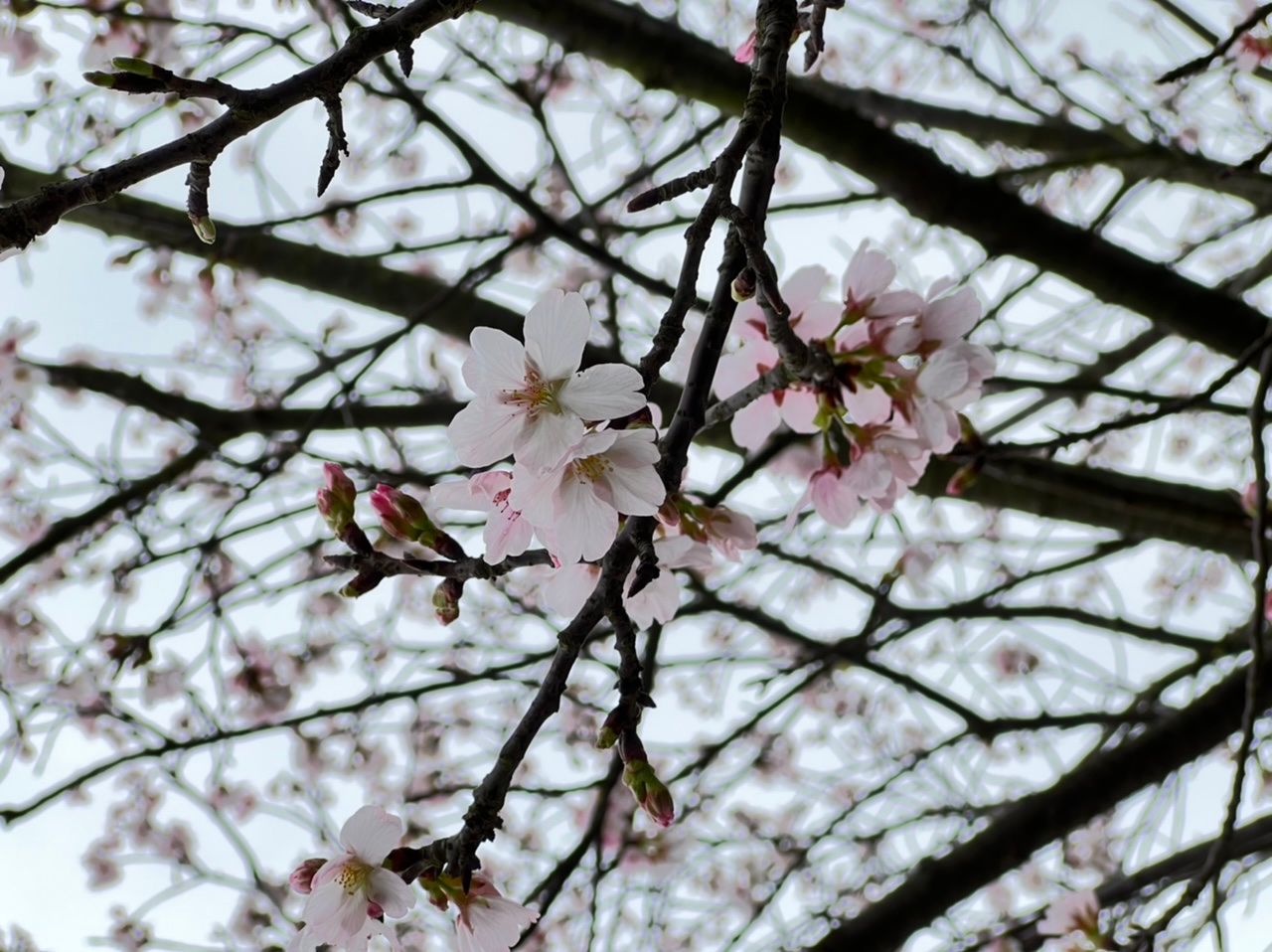 校園花季