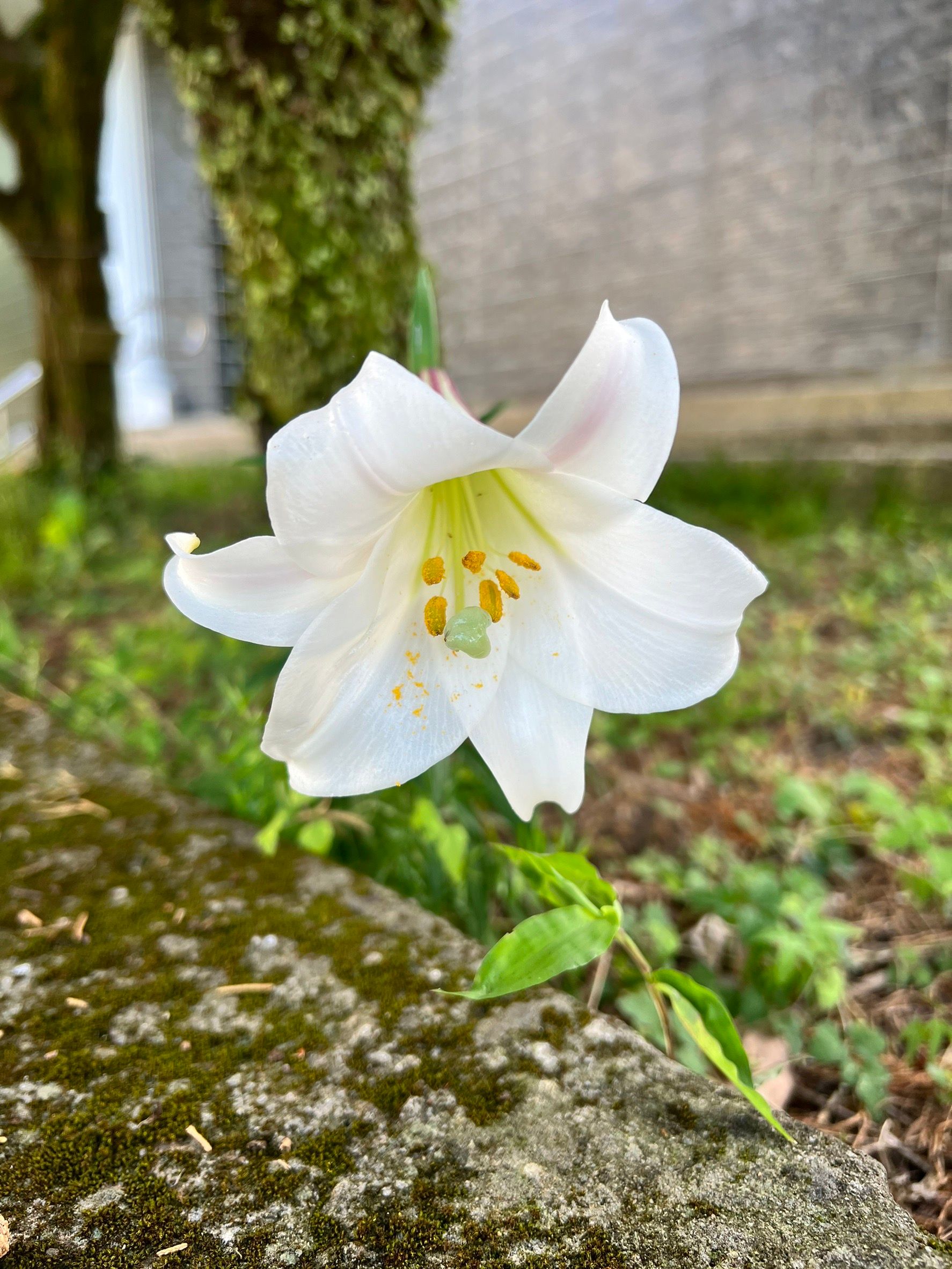 開學給家長的一封信