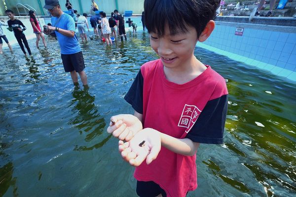 國語日報報導:游泳池生態共融　北市平等送小青蛙回家